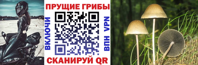 гидра онион  Липки  Псилоцибиновые грибы Psilocybe 